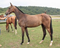 horse Altia (Akhal-Teke, 2008, from Djasman)