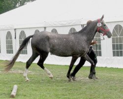 Pferd Alnissa (Achal Tekkiner, 2006, von Alakhrat)