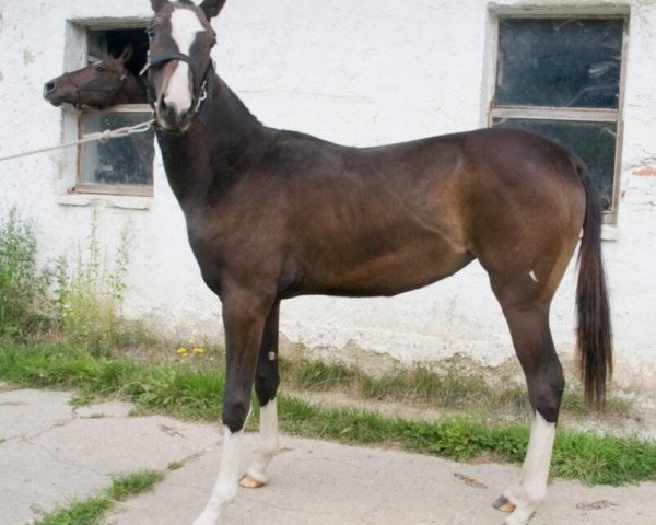 Pferd Al Liris (Achal Tekkiner, 2007, von Altair)