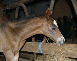 horse Al Legretta (Akhal-Teke, 2007, from Alakhrat)