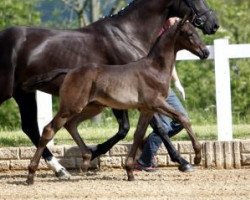 dressage horse Mastercard (German Sport Horse, 2013, from E.H. Millennium)