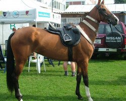 broodmare Al-Kaira (Akhal-Teke, 2002, from Alakhrat)