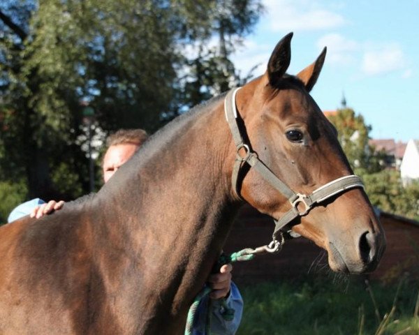 horse Alexandriya (Akhal-Teke, 2008, from Alakhrat)