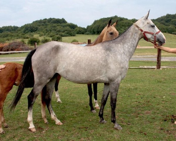 broodmare Alem (Akhal-Teke, 2004, from Elbek 40)