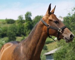 horse Al Batal (Akhal-Teke, 2006, from Alakhrat)