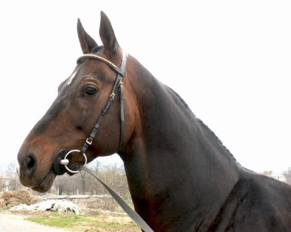 stallion Alakhrat (Akhal-Teke, 1994, from Arslan)