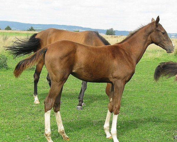 horse Aglaia (Akhal-Teke, 2011, from Gumon)