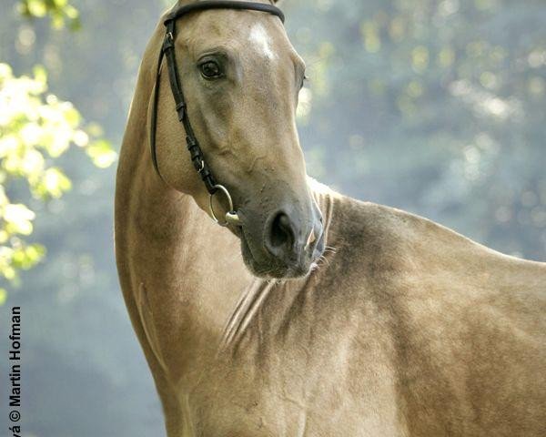 stallion Abebe (Akhal-Teke, 2004, from Elbek 40)