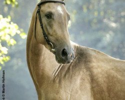 stallion Abebe (Akhal-Teke, 2004, from Elbek 40)