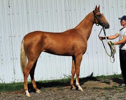 horse Yarkinay (Akhal-Teke, 2010, from Melebaidak)