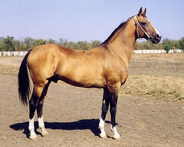 stallion Serasker (Akhal-Teke, 1985, from Sere)