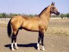 stallion Serasker (Akhal-Teke, 1985, from Sere)