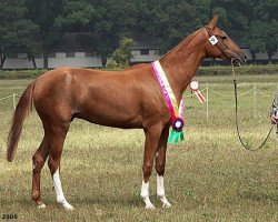 broodmare Polnoch (Akhal-Teke, 2003, from Karar)