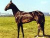 stallion Salyr (Akhal-Teke, 1997, from Gaigysyz)