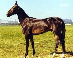 stallion Salyr (Akhal-Teke, 1997, from Gaigysyz)