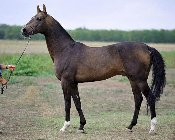 stallion Paradoks (Akhal-Teke, 1998, from Polot)