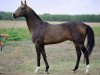 stallion Paradoks (Akhal-Teke, 1998, from Polot)