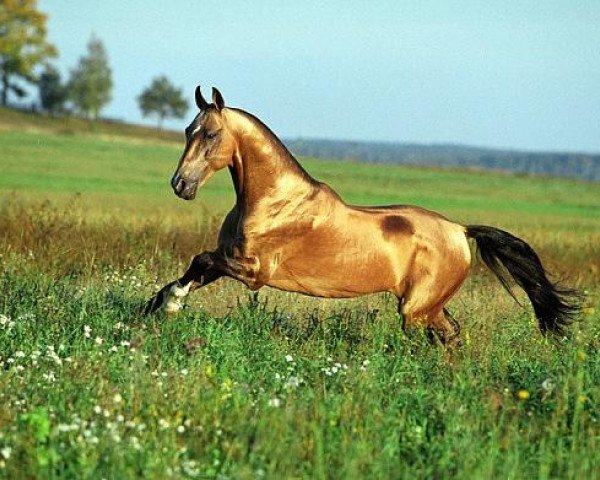 stallion Sagib (Akhal-Teke, 1996, from Gaigysyz)