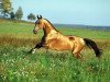 stallion Sagib (Akhal-Teke, 1996, from Gaigysyz)