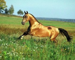 stallion Sagib (Akhal-Teke, 1996, from Gaigysyz)