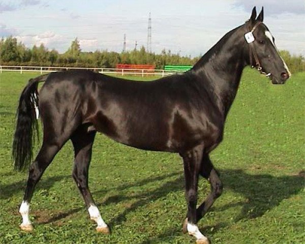 stallion Posalak (Akhal-Teke, 1995, from Orlan)