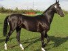 stallion Posalak (Akhal-Teke, 1995, from Orlan)