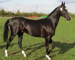 stallion Posalak (Akhal-Teke, 1995, from Orlan)