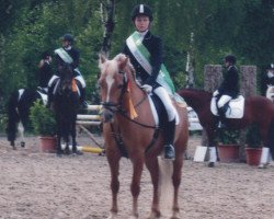 horse Lea (Haflinger, 1997, from Nymphensohn (25% ox))