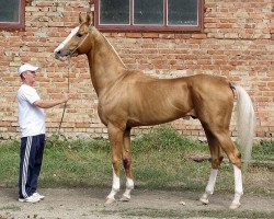 horse Platan (Akhal-Teke, 2005, from Piastr)