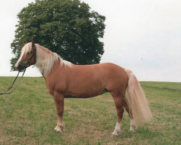 Springpferd Daisy (Haflinger, 2002)