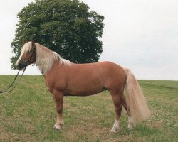 Springpferd Daisy (Haflinger, 2002)