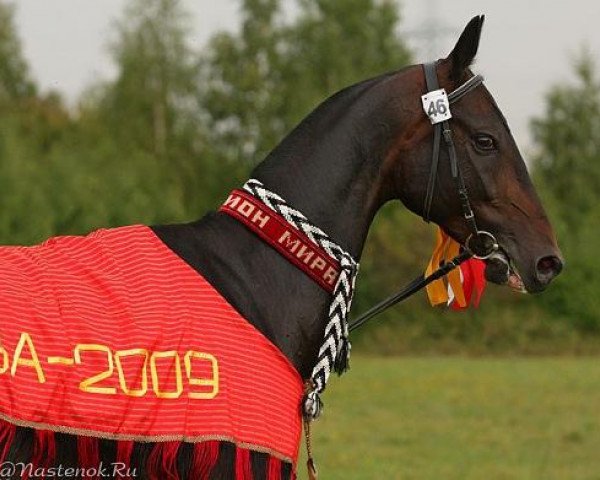 horse Tykma-Serdar (Akhal-Teke, 2006, from Murgab)