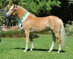 broodmare Nanu (Haflinger, 2010, from Nachtstern)