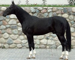 stallion Gechigaplan (Akhal-Teke, 2002, from Orlan)