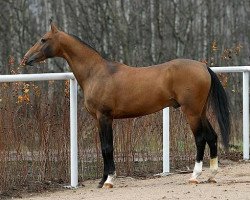 stallion Jalantushkhan (Akhal-Teke, 2000, from Orlan)