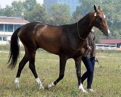 stallion Fatyh (Akhal-Teke, 2003, from Feisal)