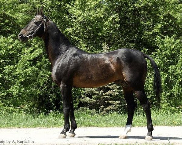 stallion Orlan (Akhal-Teke, 1988, from Arslan)