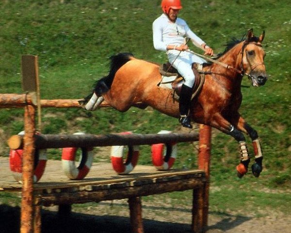 stallion Mansur (Akhal-Teke, 1984, from Dornazarbek)