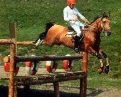 Deckhengst Mansur (Achal Tekkiner, 1984, von Dornazarbek)