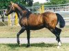 stallion Dasht (Akhal-Teke, 1984, from Arslan)