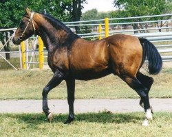 stallion Dasht (Akhal-Teke, 1984, from Arslan)