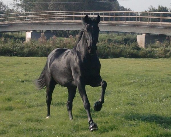 dressage horse Rubiano 10 (Oldenburg, 2007, from Rubinero 2)