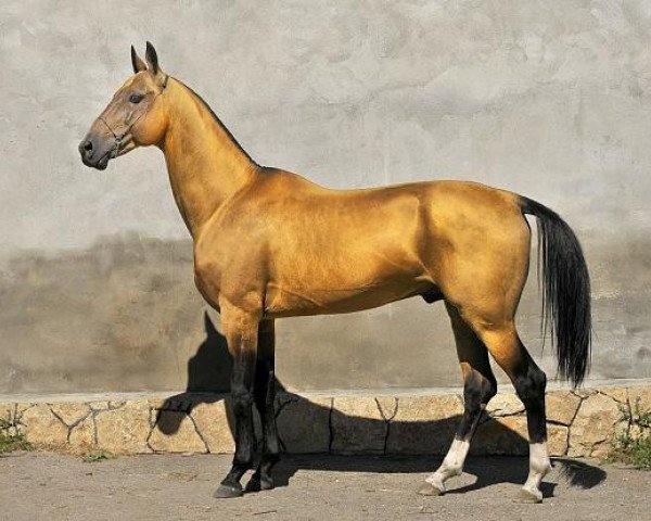 stallion Gjaurs (Akhal-Teke, 2000, from Gaigysyz)