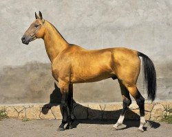 stallion Gjaurs (Akhal-Teke, 2000, from Gaigysyz)