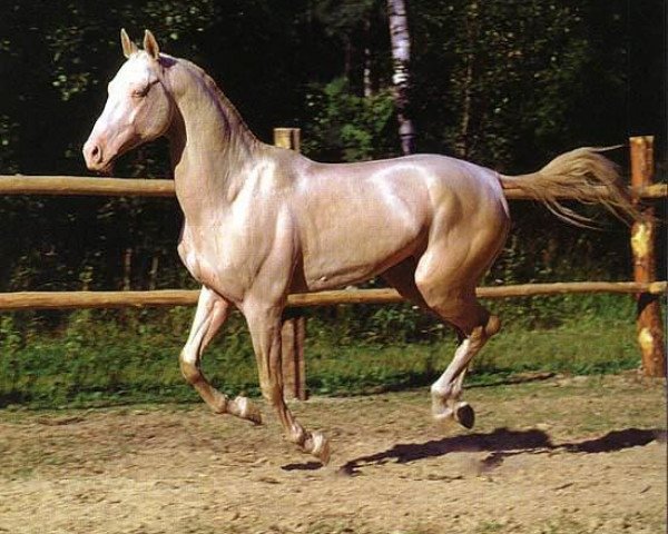 stallion Gayaz (Akhal-Teke, 1994, from Gaigysyz)