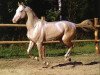 stallion Gayaz (Akhal-Teke, 1994, from Gaigysyz)