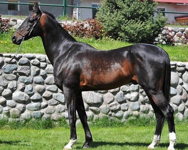 stallion Ardjan (Akhal-Teke, 1995, from Djeikhun)