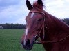 broodmare Teska (German Riding Pony, 1986, from Tassili ox)