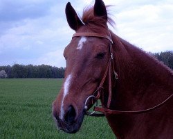 broodmare Teska (German Riding Pony, 1986, from Tassili ox)