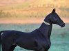 stallion Garausup (Akhal-Teke, 2000, from Mangyt)